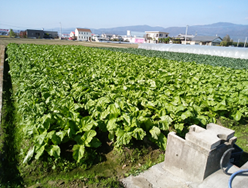 ザーサイが植えられている農家の平田さんの畑の写真です。