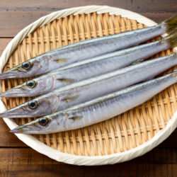 徳島の漁師がお勧めする今秋1番美味しい魚！