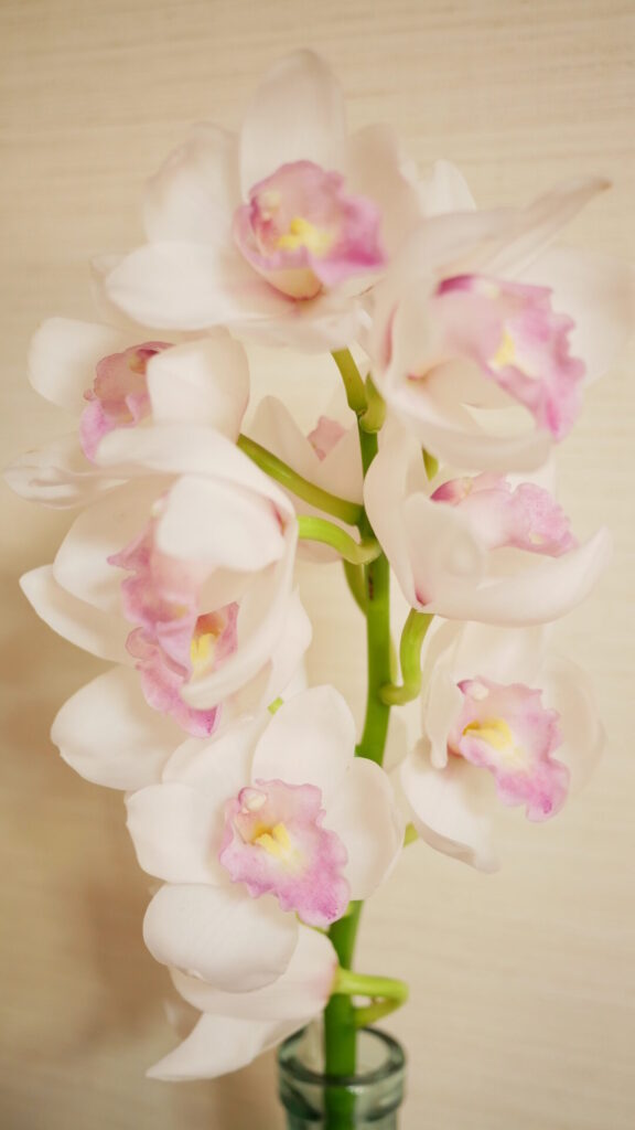 白とピンクのシンビジウムの切り花