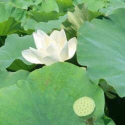 レンコン栽培には大歓迎の暑い夏！