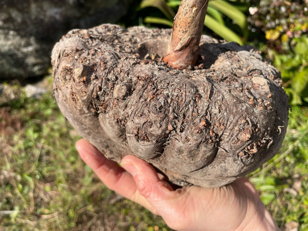 手より大きいこんにゃく芋を片手で持っている