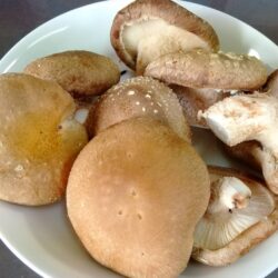 肉厚で香り高い！生産量日本一の徳島しいたけ