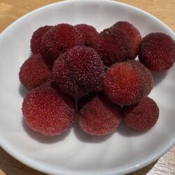 見てキュン、食べてニッコリ。徳島の木『やまもも』