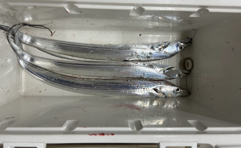 クーラーボックスに入った太刀魚3匹