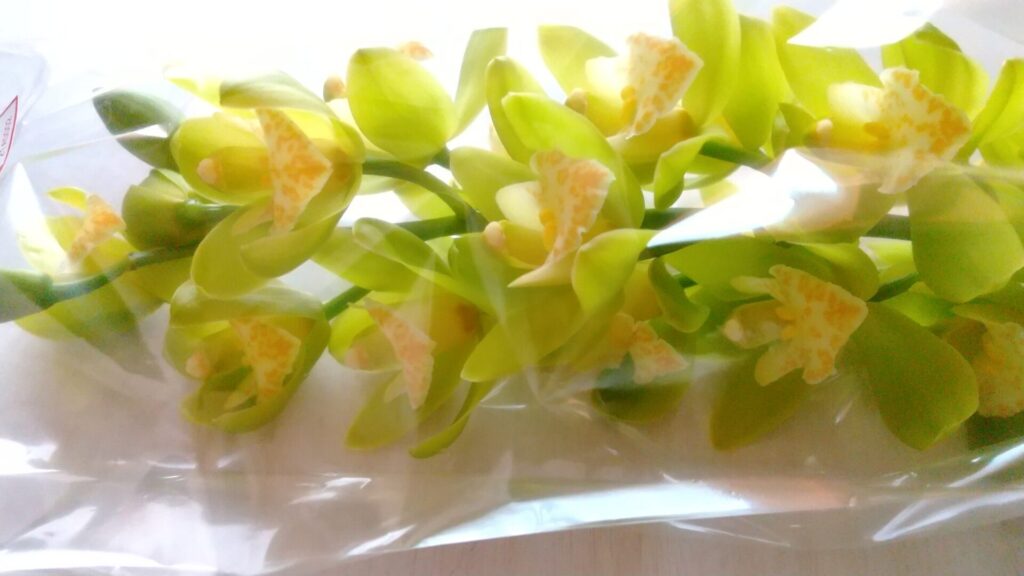 シンビジウムの切り花