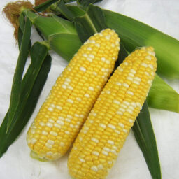 スイートコーン