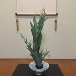生産量日本一！祇園祭で飾られる徳島・神山町産のヒオウギ