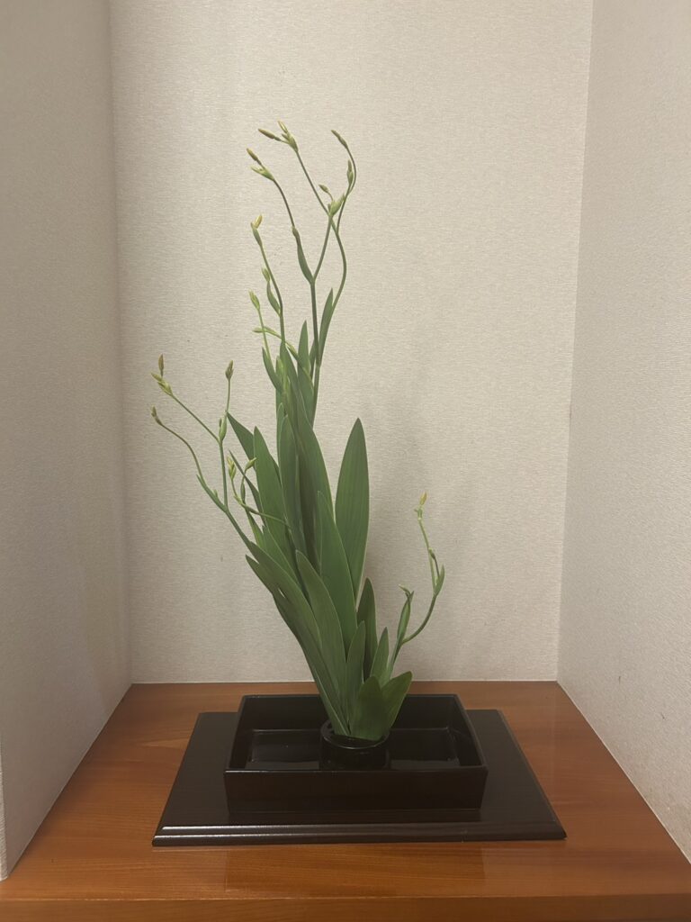 床の間で黒い花卉に生けられるヒオウギ